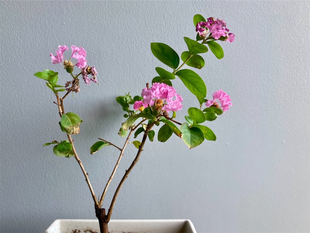 f:id:manao-life:20210918090631j:image