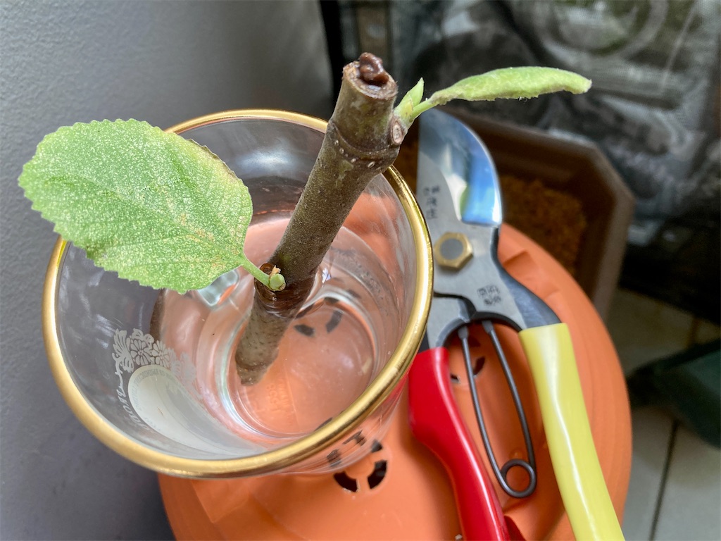 f:id:manao-life:20210926100903j:image f:id:manao-life:20210926100903j:image