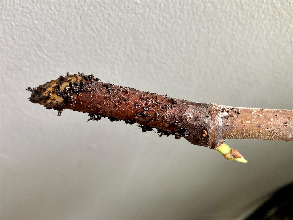 f:id:manao-life:20210926101605j:image f:id:manao-life:20210926101605j:image