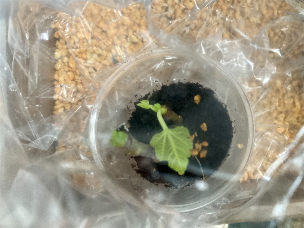 f:id:manao-life:20210926101736j:image f:id:manao-life:20210926101736j:image