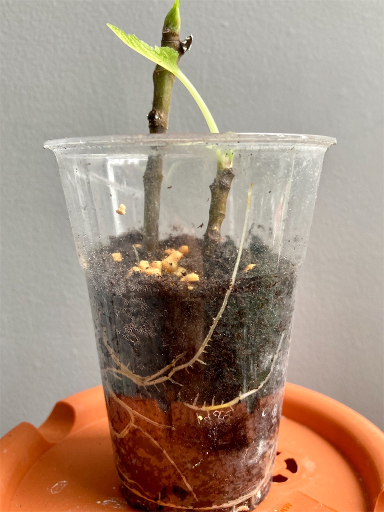 f:id:manao-life:20210926101748j:image f:id:manao-life:20210926101748j:image