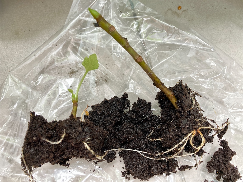 f:id:manao-life:20210926101804j:image f:id:manao-life:20210926101804j:image