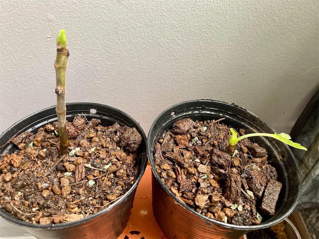 f:id:manao-life:20210926101847j:image f:id:manao-life:20210926101847j:image