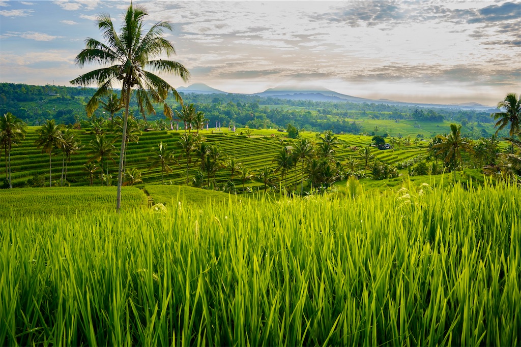 インドネシアの田園風景＿絵画 楽天市場】バリ絵画 ライステラス 60×80cm 絵画 風景画＜4