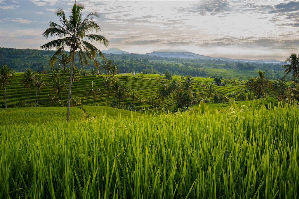 インドネシアの田園風景＿絵画 インドネシアの田園風景＿絵画 mqdefault.jpg