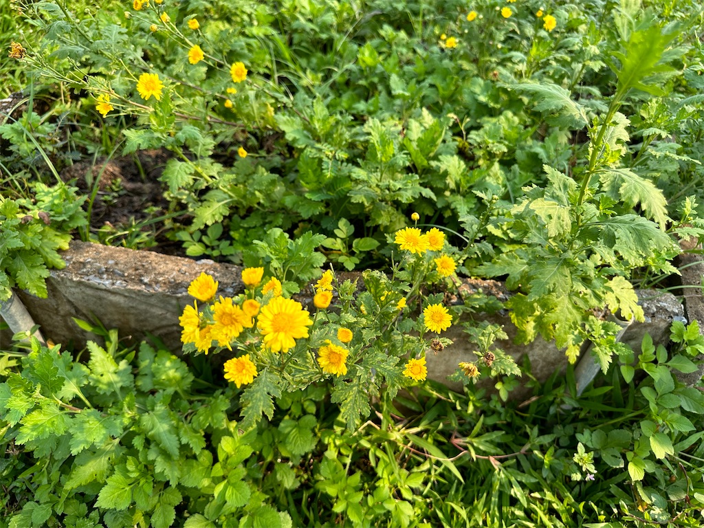 f:id:manao-life:20240313201802j:image f:id:manao-life:20240313201802j:image