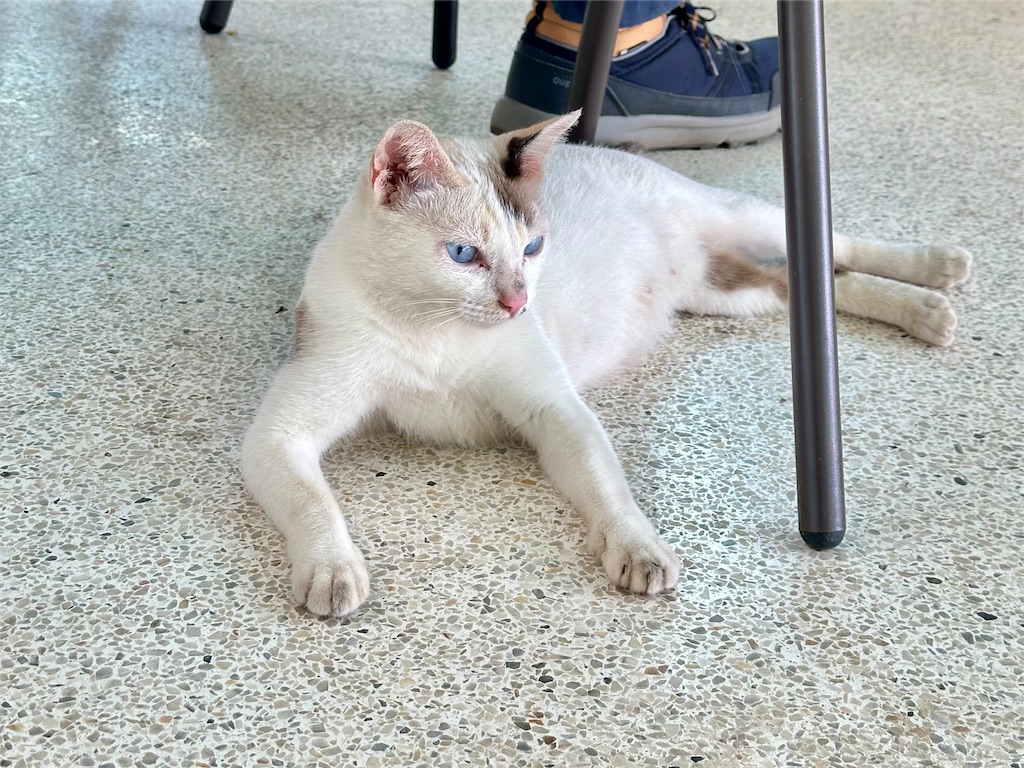 f:id:manao-life:20241018180519j:image