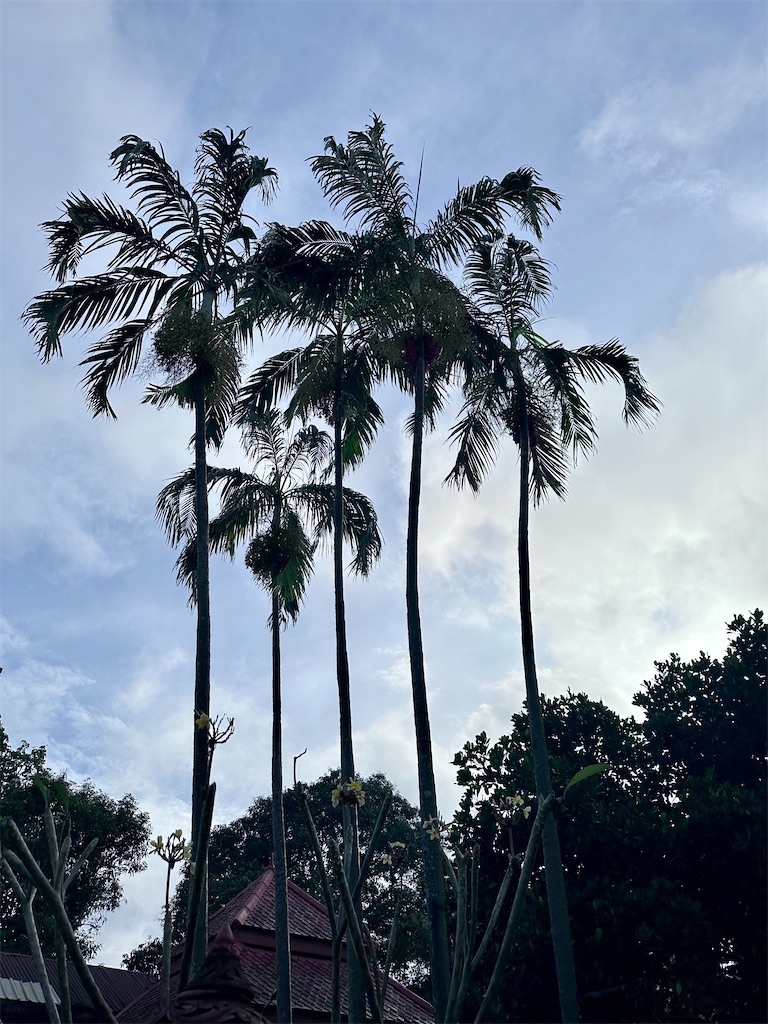 f:id:manao-life:20251114184027j:image