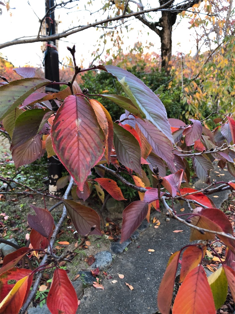 f:id:manaopaisen:20191206131003j:image f:id:manaopaisen:20191206131003j:image