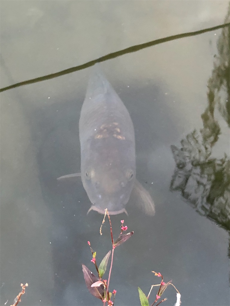 f:id:manaopaisen:20191206131500j:image f:id:manaopaisen:20191206131500j:image