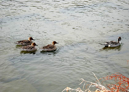 f:id:manasaka:20130124090747j:image