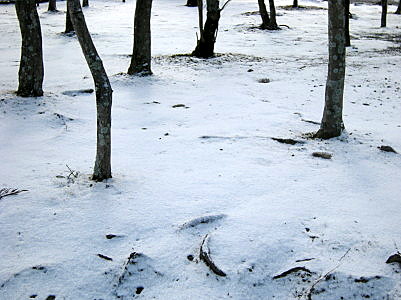 f:id:manasaka:20130128092915j:image