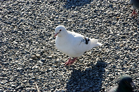 f:id:manasaka:20130131152704j:image