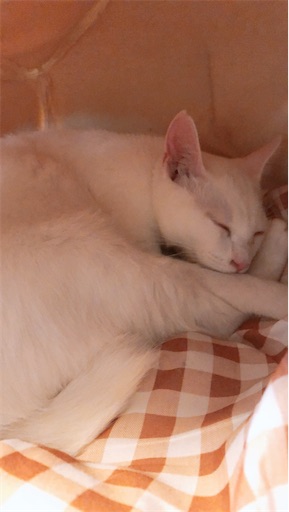 f:id:manasan0723:20200810122614j:image f:id:manasan0723:20200810122614j:image