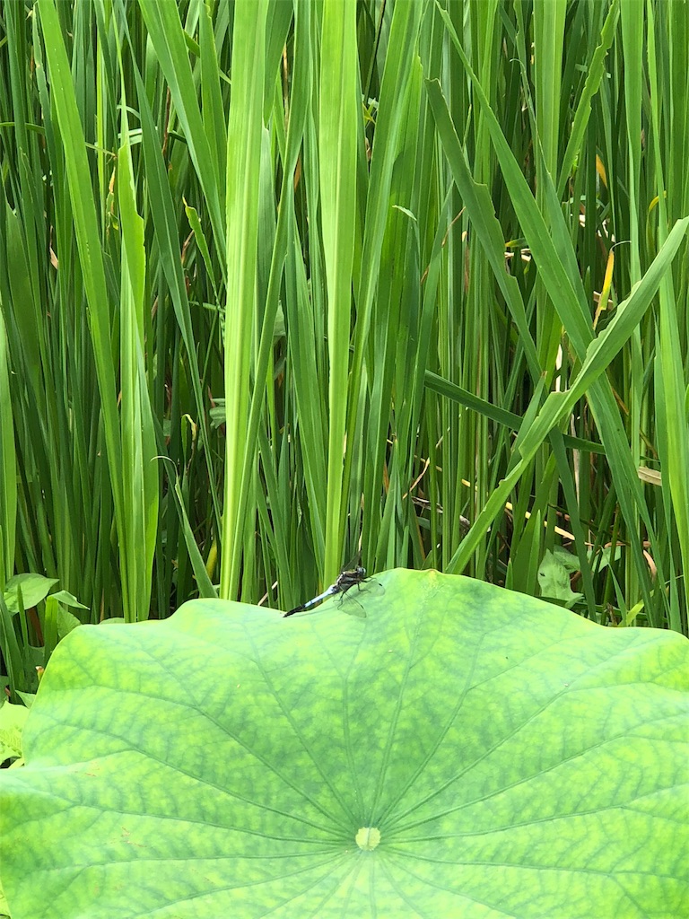 f:id:manasmilesun:20200801202404j:image