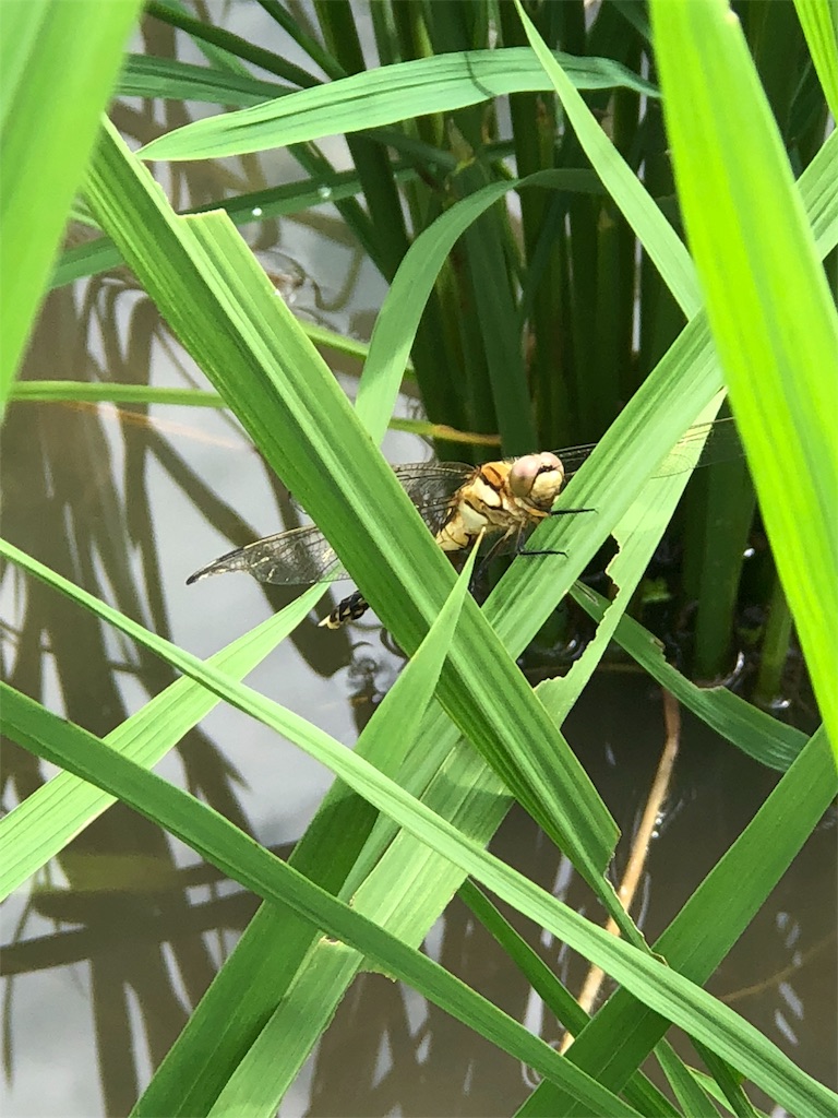 f:id:manasmilesun:20200801202433j:image