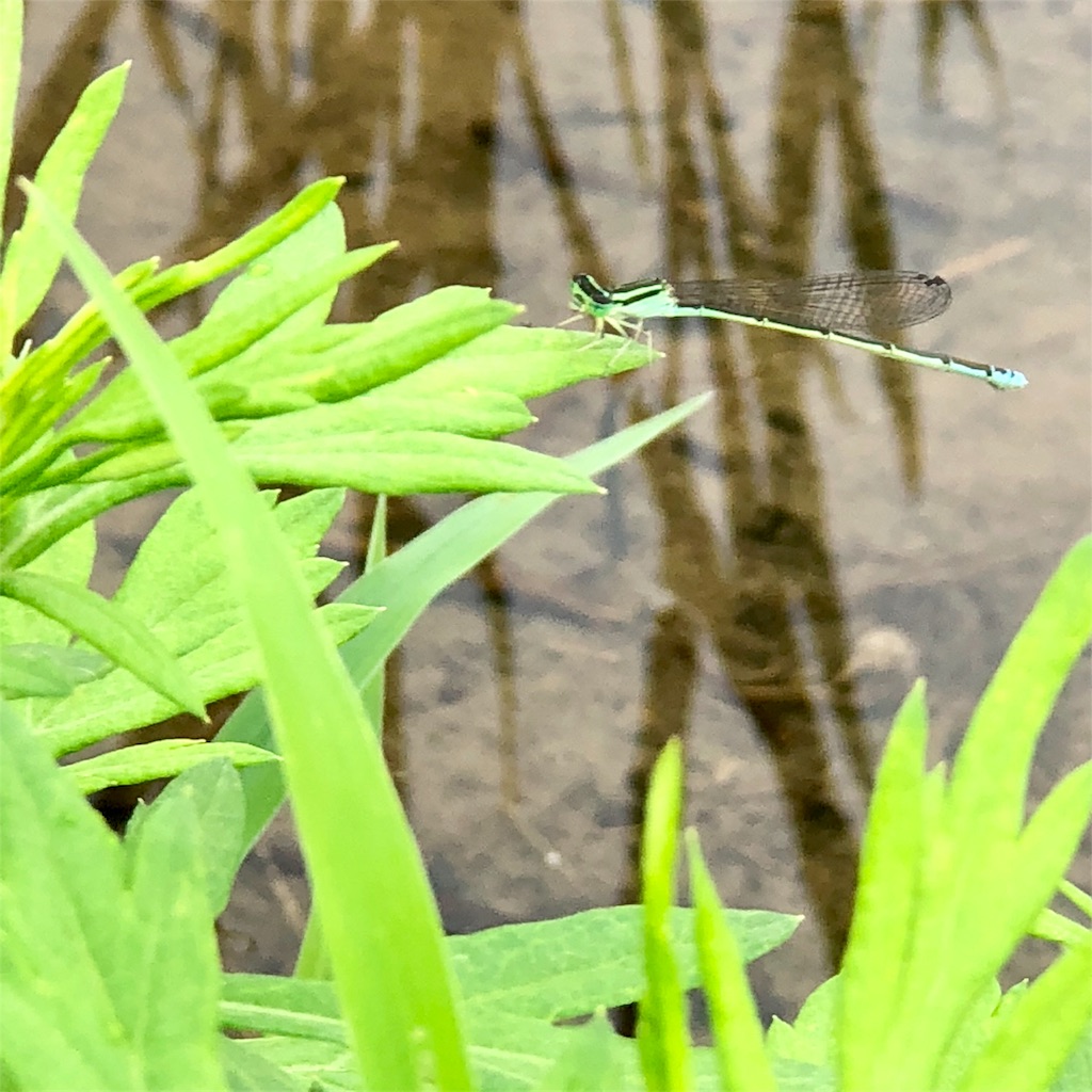 f:id:manasmilesun:20200801202536j:image