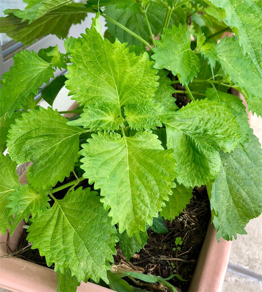 f:id:manasmilesun:20200802143704j:image