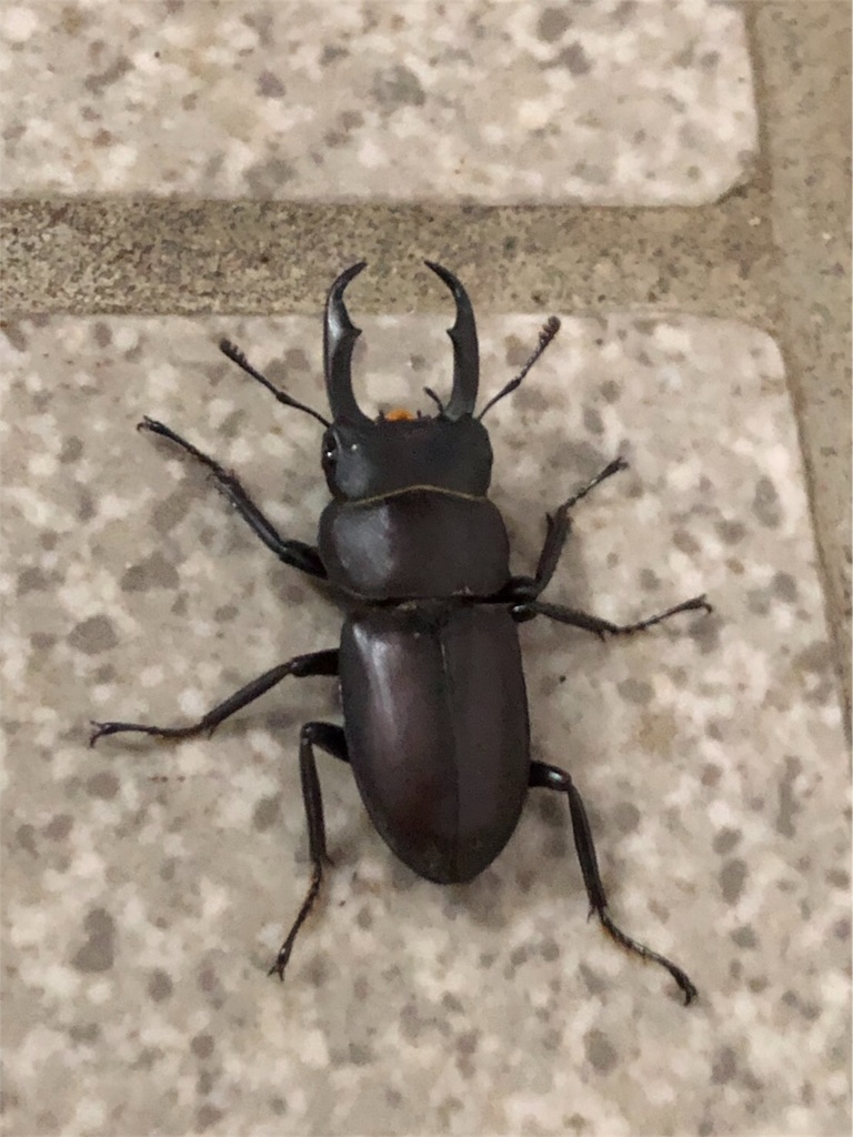 f:id:manasmilesun:20200815124425j:image