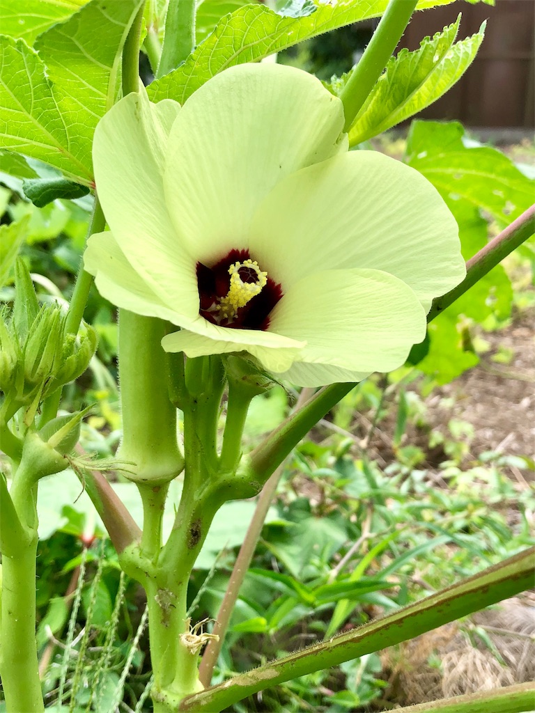 f:id:manasmilesun:20200823175658j:image