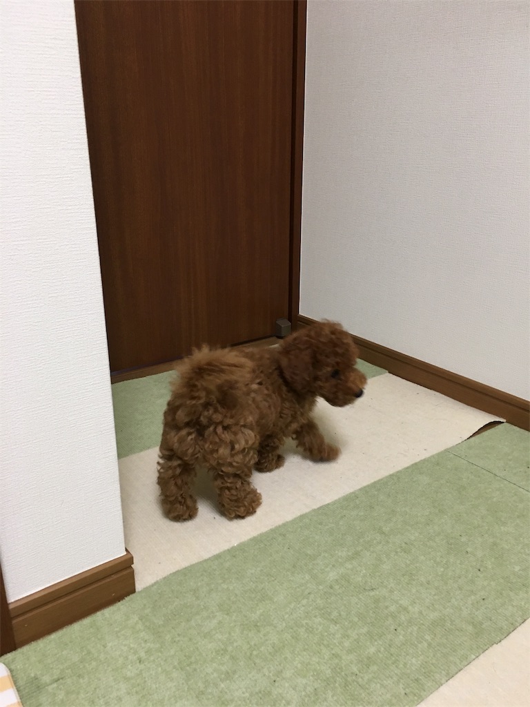 f:id:manataro:20170903224256j:image f:id:manataro:20170903224256j:image