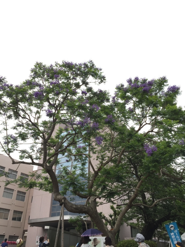 f:id:manawai:20170611134002j:plain f:id:manawai:20170611134002j:plain