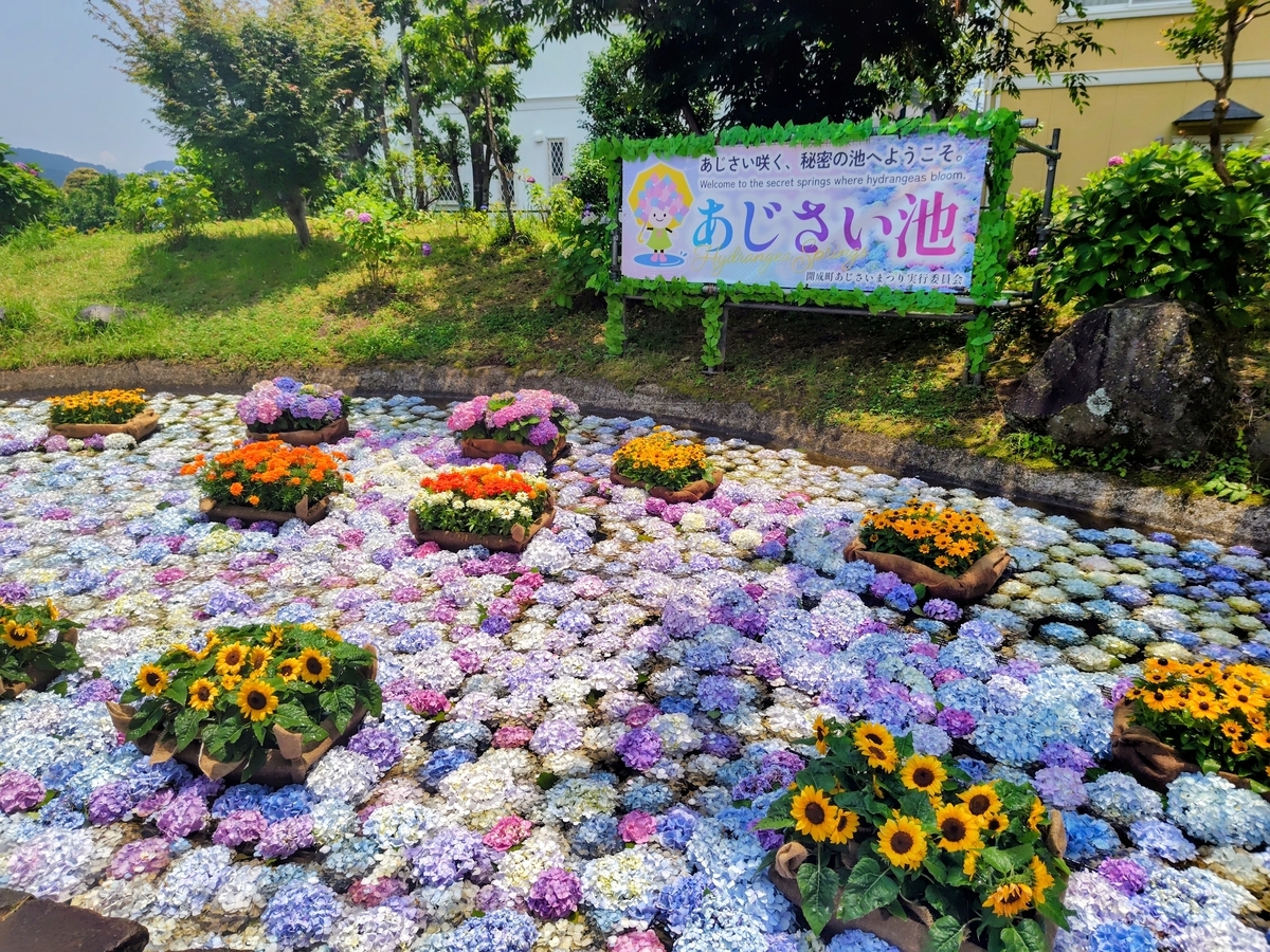 開成町あじさいまつり2026｜あじさいと田園風景を楽しむ休日 - 日