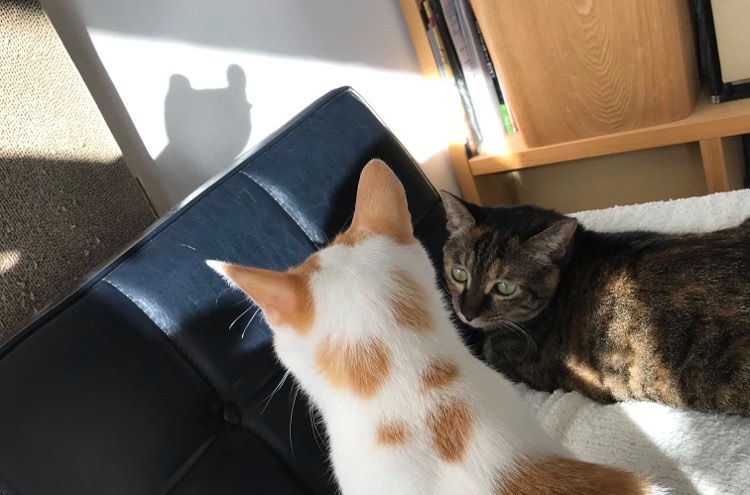 猫たちと影絵