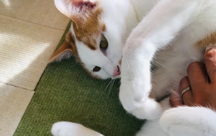 在宅勤務は猫の写真が増えますねーごえもんの写真