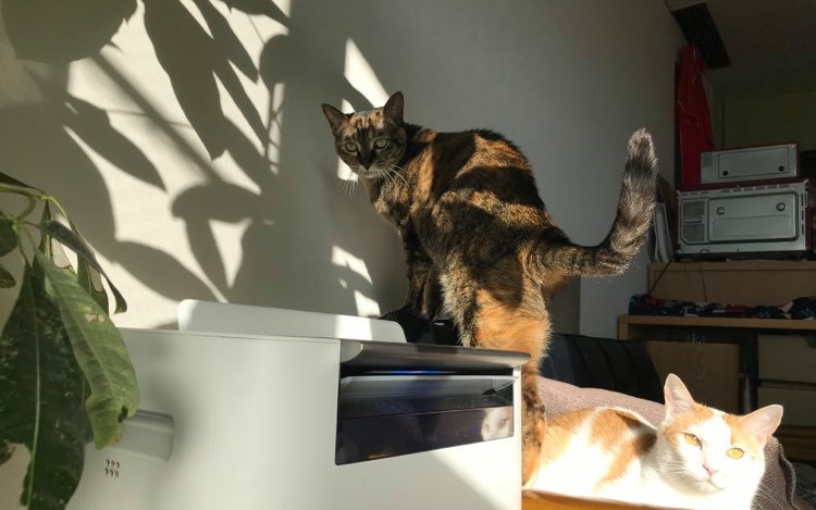まさかの日記 家と猫と仕事と