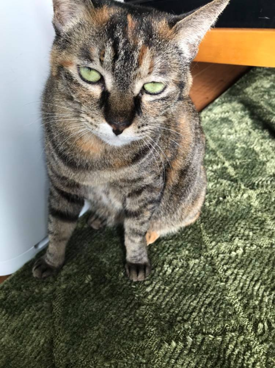 日向で眩しそうなちゃーこ