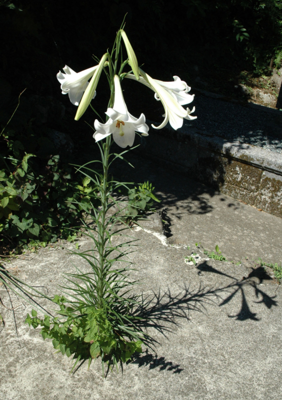 f:id:manga3366:20120820102031j:image f:id:manga3366:20120820102031j:image