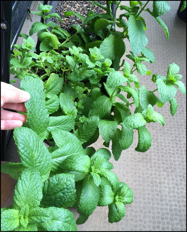 f:id:mangarou:20200429190422j:plain f:id:mangarou:20200429190422j:plain