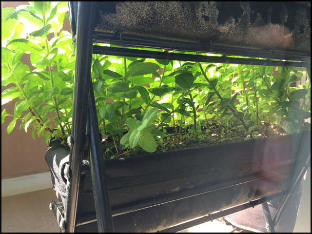 f:id:mangarou:20200429190628j:plain f:id:mangarou:20200429190628j:plain