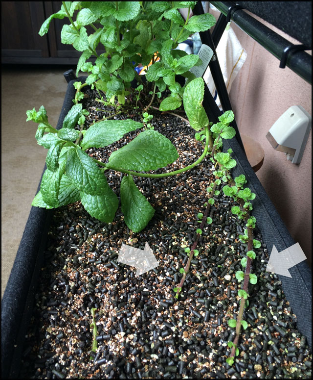 f:id:mangarou:20200429190707j:plain f:id:mangarou:20200429190707j:plain