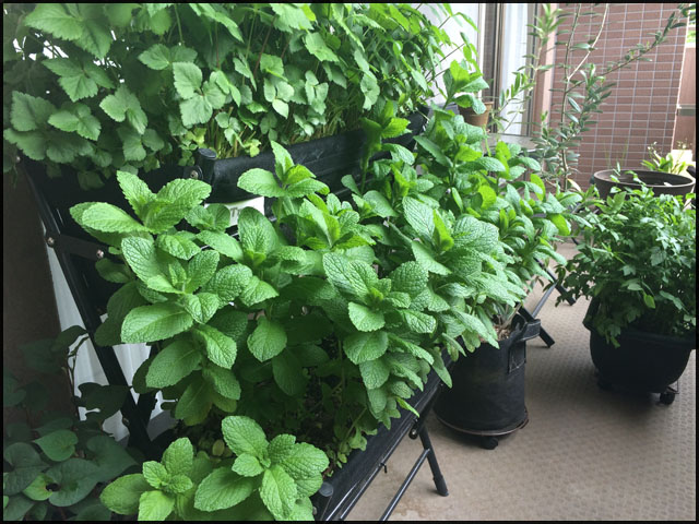 f:id:mangarou:20200429190936j:plain f:id:mangarou:20200429190936j:plain