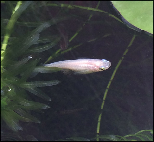 メダカの産卵と稚魚育成 メダカとベランダ暮らし