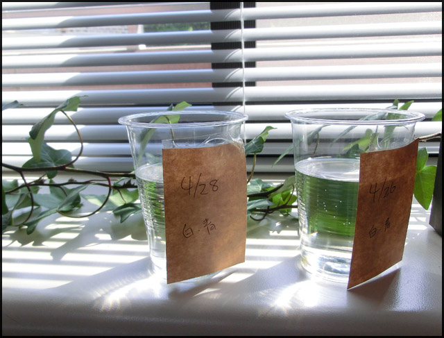 f:id:mangarou:20200504184820j:plain