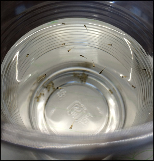 f:id:mangarou:20200504185335j:plain