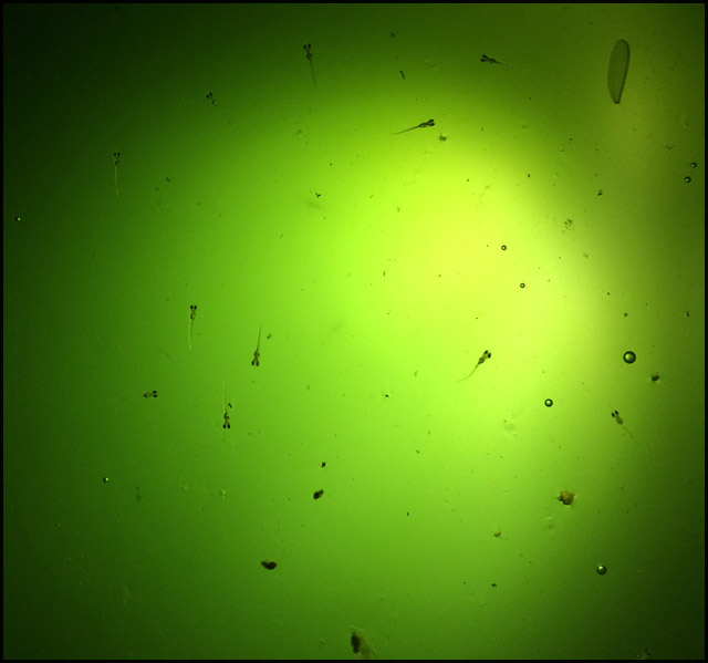 f:id:mangarou:20200504190117j:plain