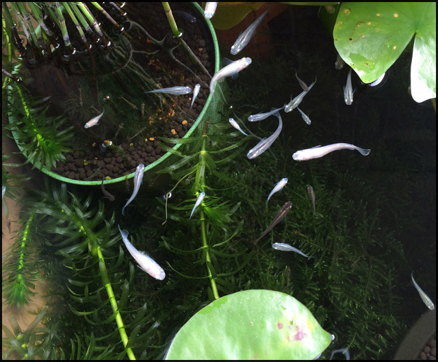 f:id:mangarou:20200504191019j:plain