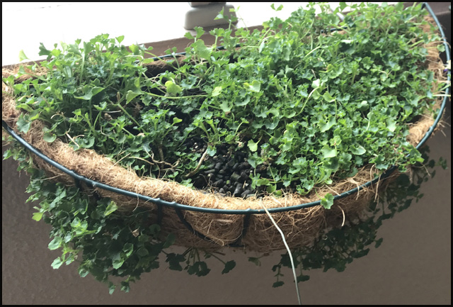 f:id:mangarou:20200512220330j:plain