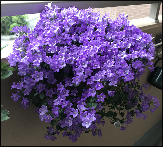 f:id:mangarou:20200512220630j:plain