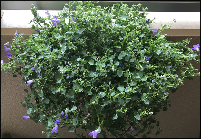 f:id:mangarou:20200512220828j:plain