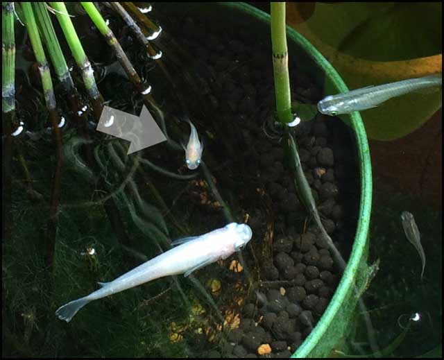 f:id:mangarou:20200517183955j:plain