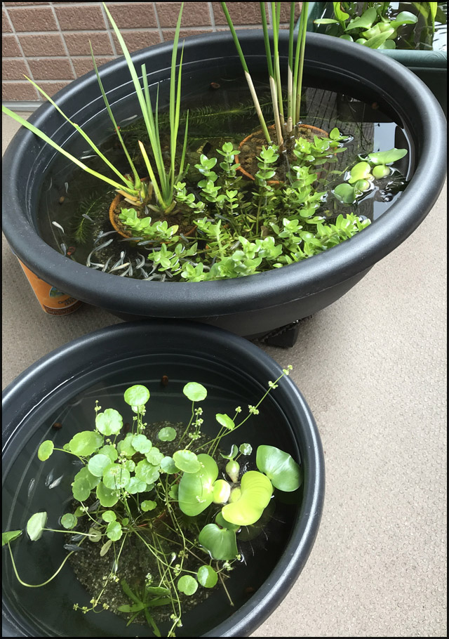 f:id:mangarou:20200517184539j:plain