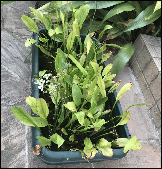 恐るべきメダカの生命力 メダカとベランダ暮らし