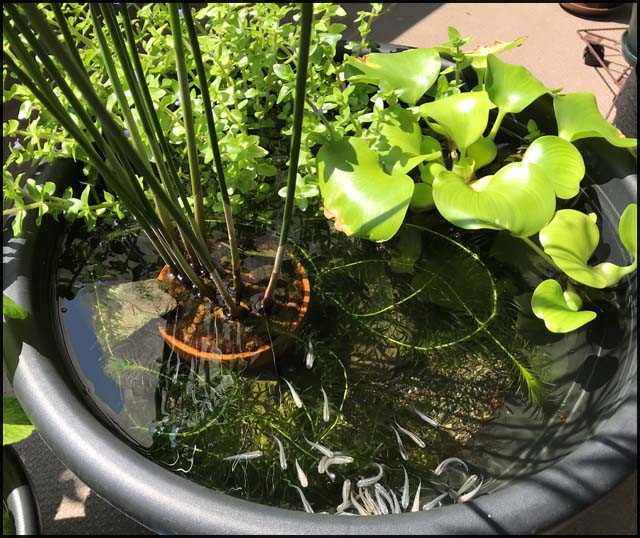シュロガヤツリの栽培 メダカとベランダ暮らし シュロガヤツリの栽培 メダカとベランダ暮らし