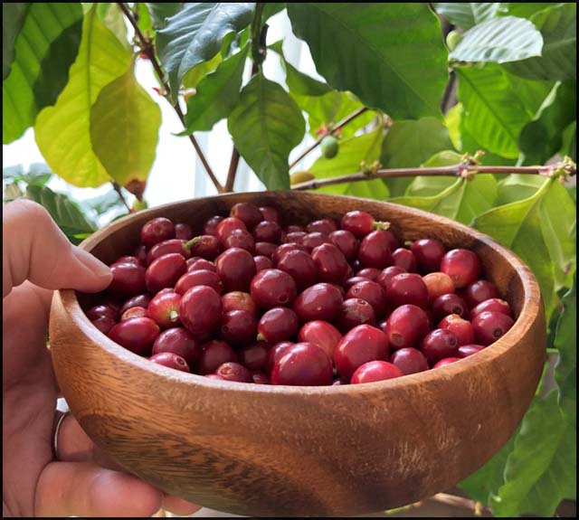 コーヒーノキから収穫したコーヒーチェリー