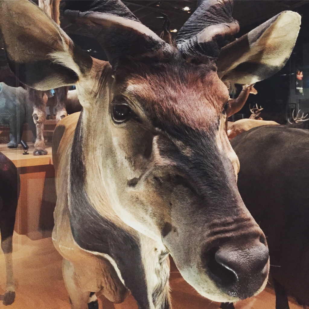 早いもの勝ち❗超美形❗鹿の剥製 牛鹿剥製三昧 上野国立科学博物館 - はんなりマンゴー
